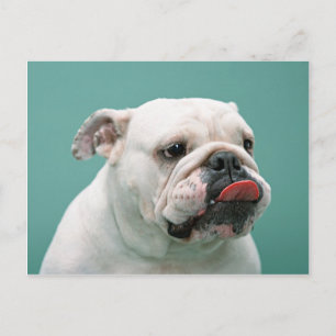 Bulldog-kaarten, cadeautjes, postage briefkaart