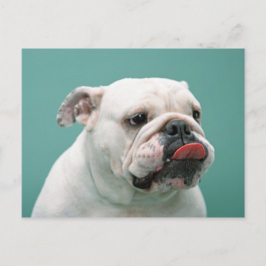 Bulldog-kaarten, cadeautjes, postage briefkaart (Voorkant)