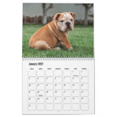 Bulldog Kalender (Jan 2027)