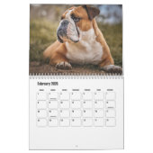 Bulldog Kalender (Feb 2026)
