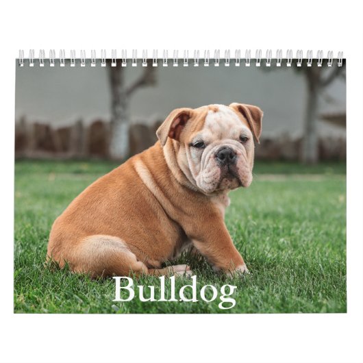 Bulldog Kalender (Hoes)