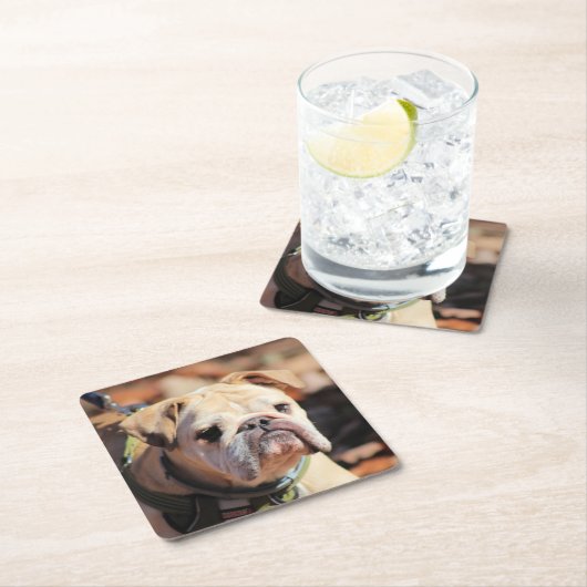 Bulldog Kartonnen Onderzetters (Insitu)