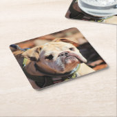 Bulldog Kartonnen Onderzetters (Schuin)