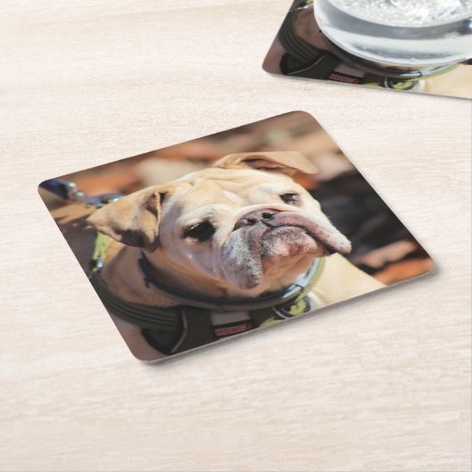 Bulldog Kartonnen Onderzetters (Schuin)