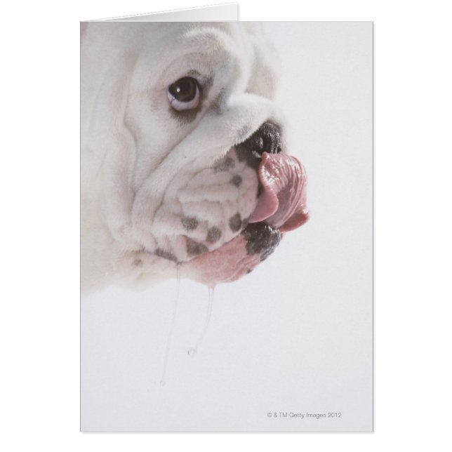 Bulldog Licking (Voorkant)