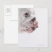 Bulldog Licking Briefkaart (Voorkant / Achterkant)