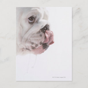 Bulldog Licking Briefkaart
