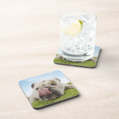 Bulldog Lying on Grass Licking Lips Bier Onderzetter (Rechterzijde)