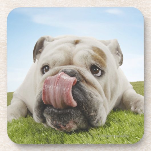 Bulldog Lying on Grass Licking Lips Bier Onderzetter (Voorkant)