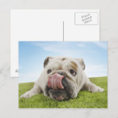 Bulldog Lying on Grass Licking Lips Briefkaart (Voorkant / Achterkant)