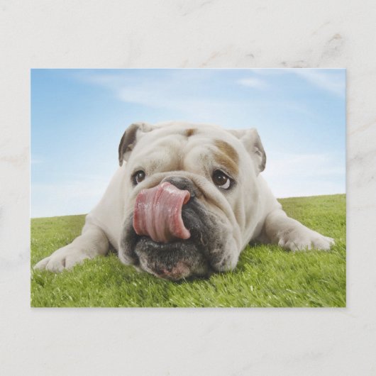 Bulldog Lying on Grass Licking Lips Briefkaart (Voorkant)