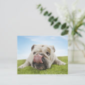 Bulldog Lying on Grass Licking Lips Briefkaart (Staand voorkant)