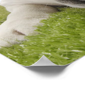 Bulldog Lying on Grass Licking Lips Poster (Hoek)