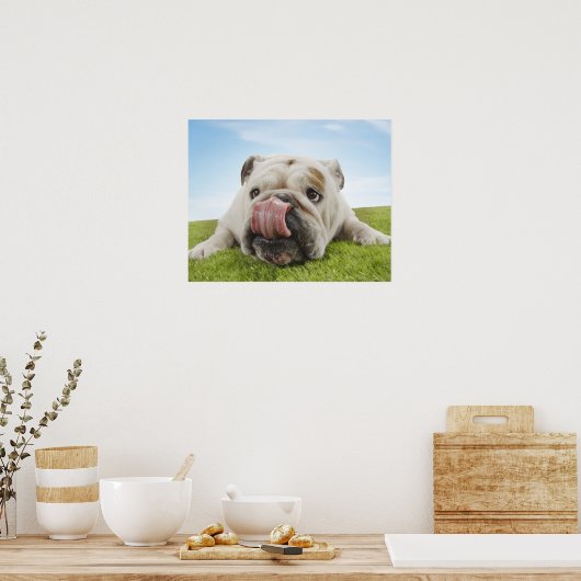 Bulldog Lying on Grass Licking Lips Poster (Keuken)