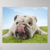 Bulldog Lying on Grass Licking Lips Poster (Voorkant)