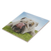 Bulldog Lying on Grass Licking Lips Tegeltje (Zijkant)