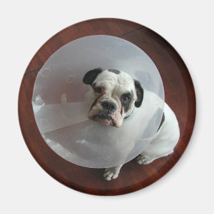 Bulldog Magneet