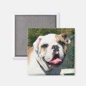 Bulldog magneet (Voorkant / Achterkant)