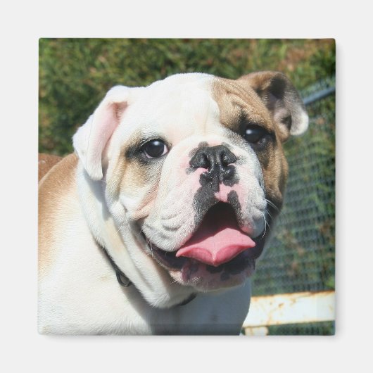 Bulldog magneet (Voorkant)
