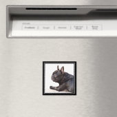 Bulldog magnet (Insitu (Vaatwasser))