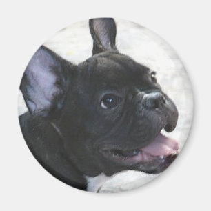 Bulldog magnet
