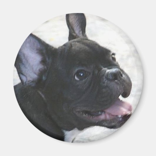 Bulldog magnet (Voorkant)