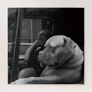 Bulldog Mastiff achter het stuur Zwart & Wit Legpuzzel