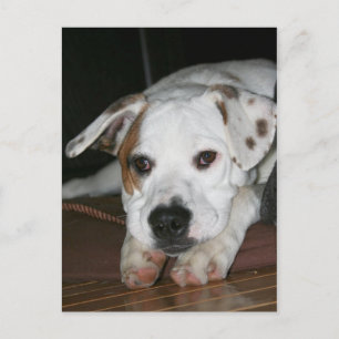 Bulldog-Mastiff Mix foto Briefkaart