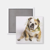 Bulldog met bloemen magneet (Voorkant / Achterkant)