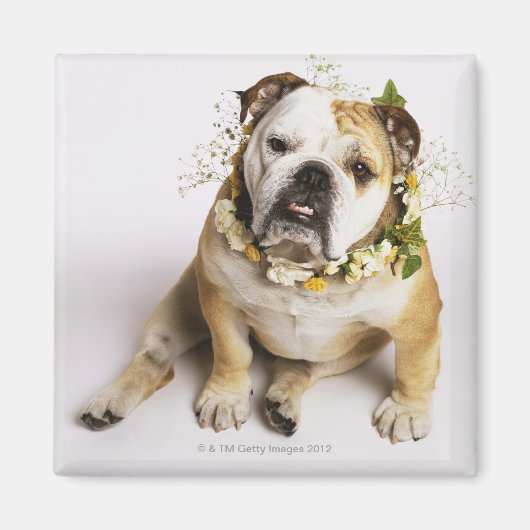 Bulldog met bloemen magneet (Voorkant)