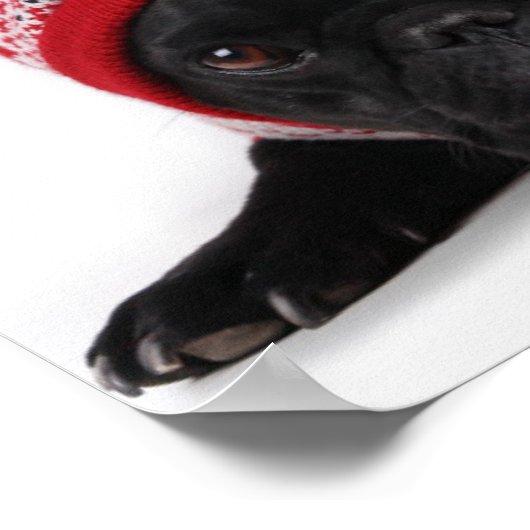 Bulldog met gekookte trui poster (Hoek)