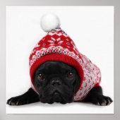 Bulldog met gekookte trui poster (Voorkant)