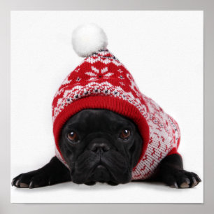 Bulldog met gekookte trui poster