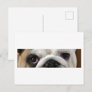 Bulldog Ogen Briefkaart
