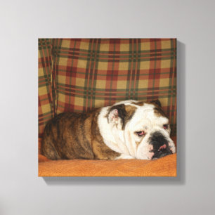 bulldog op een bank canvas afdruk