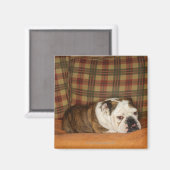 bulldog op een bank magneet (Voorkant / Achterkant)