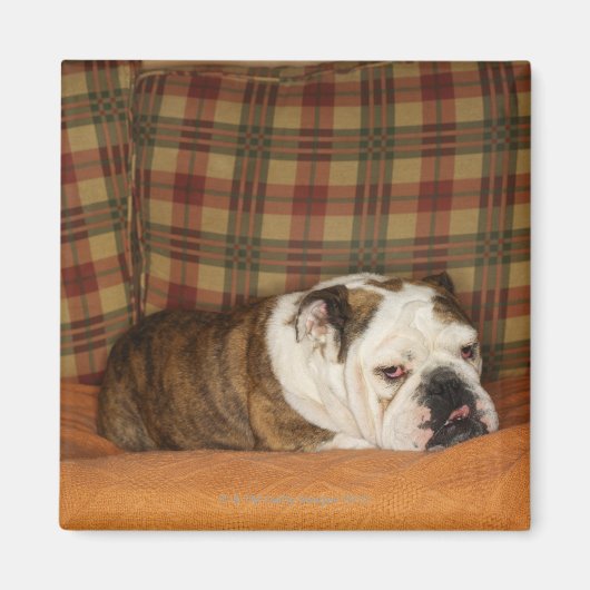 bulldog op een bank magneet (Voorkant)