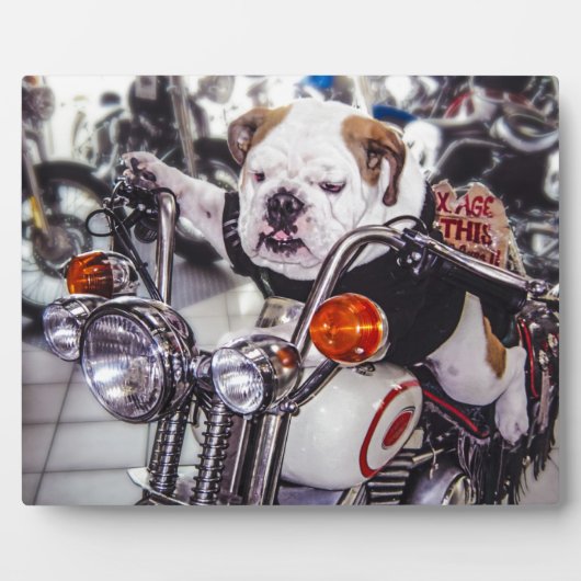 Bulldog op motorfiets fotoplaat (Voorkant)