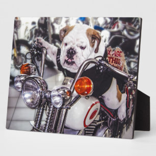 Bulldog op motorfiets fotoplaat