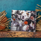 Bulldog op motorfiets fotoplaat (Zijkant)