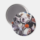 Bulldog op motorfiets magneet (Voorkant / Achterkant)