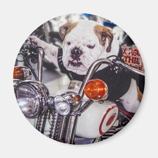 Bulldog op motorfiets magneet (Voorkant)