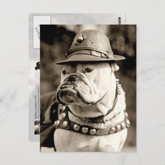 Bulldog op patrouille met pet en capsule briefkaart (Voorkant / Achterkant)