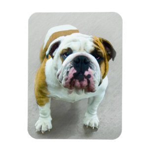 Bulldog Painting - Cute Original Dog Art Magneet