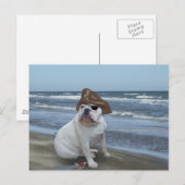 Bulldog Pirate op het strand Briefkaart (Voorkant / Achterkant)