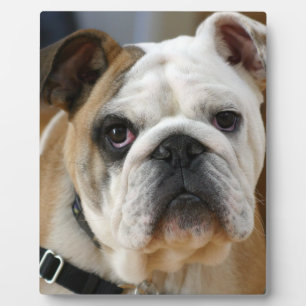 Bulldog.png Fotoplaat