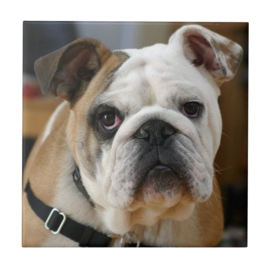 Bulldog.png Tegeltje (Voorkant)