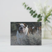Bulldog Post-kaart Briefkaart (Staand voorkant)