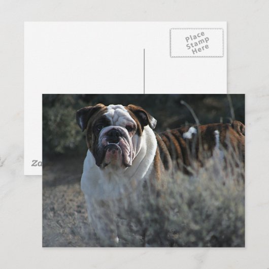 Bulldog Post-kaart Briefkaart (Voorkant / Achterkant)