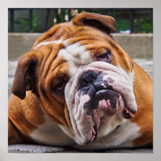 Bulldog Poster (Voorkant)